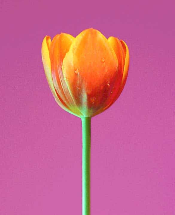 la magia del oponopono